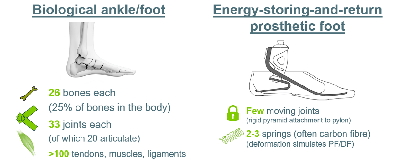 Biological Anke Foot And Energy Storing And Return Prosthetic Foot